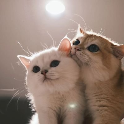 xx4rdmmfl's profile picture. aku suka matcha sejak pertama kali beli