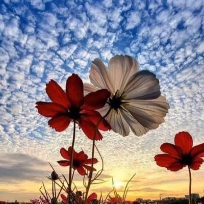 zhanglee157's profile picture. 我是一名整形外科醫生，為了簽約而從一個地方到另一個地方。我熱愛大自然並欣賞它的美麗。不要總是讓你的過去選擇你的現在。願上帝保佑我的祖國香港。上帝是最偉大的。