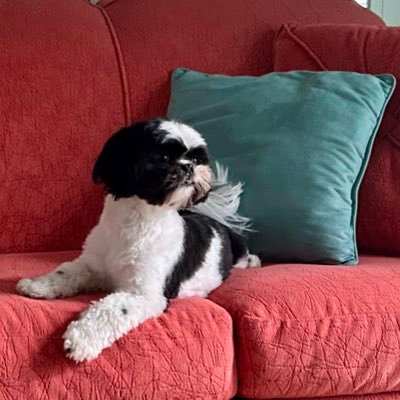 JoJonocomply's profile picture. MAGA, God, family, country, singing, art therapy, writing, small biz, constant reader, traveler, creativity, pet rescue. NO 🚫DMs! Original Prom_Etheus!