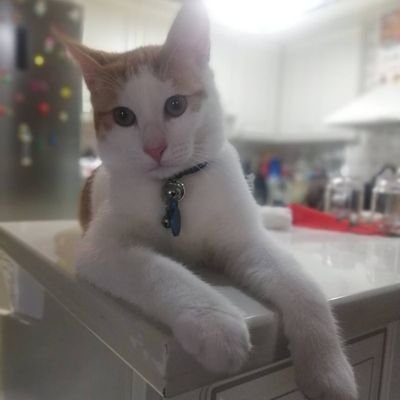 RapteAgne's profile picture. 