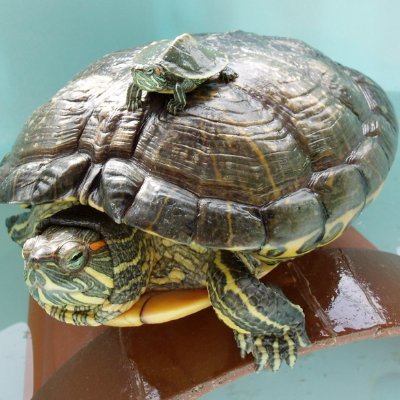 F2JUWuEocs68548's profile picture. ネコとピアノが大好きです
ほのぼのとした写真も好き