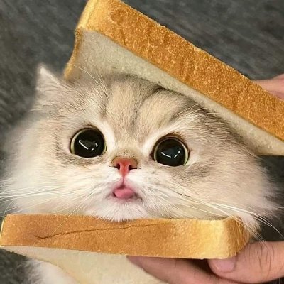 okzmoo's profile picture. oui oui 🥖🇫🇷