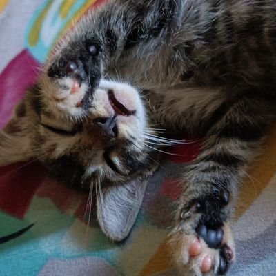 kalmity00's profile picture. don't kiss my hip, I'm ticklish