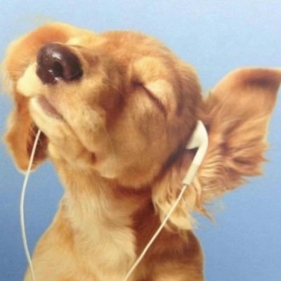 noviosunsun's profile picture. cute dove definitely eat 🩷