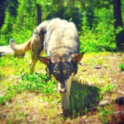 Ganjalier's profile picture. 