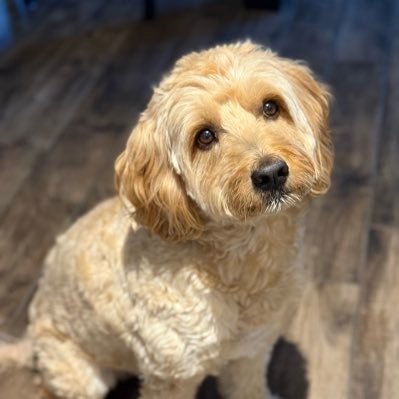 ShannonFicon's profile picture. 