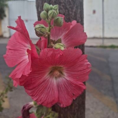 niandralady's profile picture. 🌟 Tô aqui compartilhando meu desespero.
💖 Frusci e Rhcp
💗 Animes