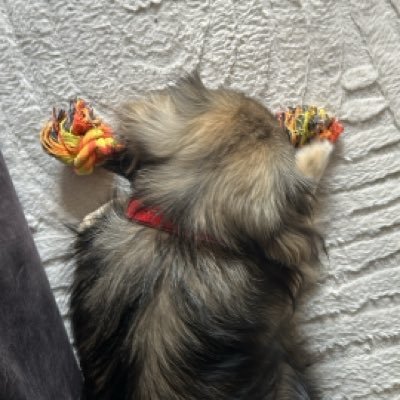 stan_btw's profile picture. software engineer and mechanic