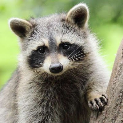 MarkerDaSharker's profile picture. Proudly unemployed ML/AI engineer, have spent the past 10 years studying/researching machine learning and its interaction with hardware. always trying to learn.