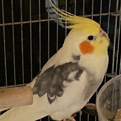3bgjk88pyu's profile picture. オカメインコ❗昔飼ったヨウム、セキセイインコ❗V6❗💙、利他と自己、ラブラドールレトリバー💚生物と自然💛、馬（賭けない愛して観る）🐎彼らの深淵で広大な姿が私を助けてくれる！cockatiel❗V6❗💙💐, Dog💚 Creatures and Nature 💛, Horse ,Gray parrot🌸