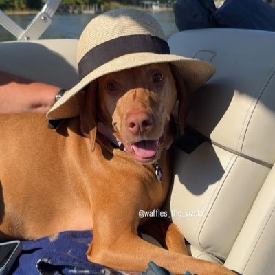 RochetLili3367's profile picture. 
