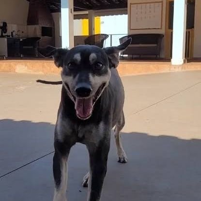 carlosIbitinga's profile picture. Bacharel em Sociologia, com pós-graduação stricto sensu.