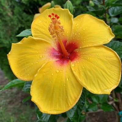 joyibelis's profile picture. 🇩🇴