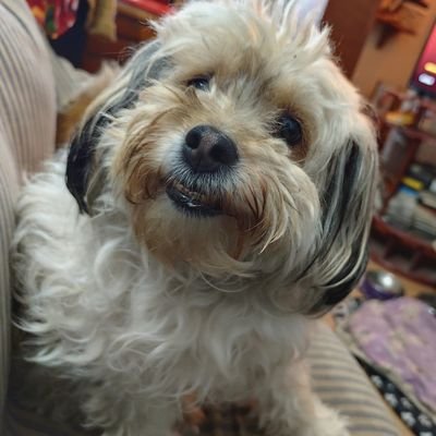 258JCR's profile picture. UNICA CUENTA 
Critico todo lo que me parece mal, venga de quien venga. Tengo 3 cartoncitos pero Lucía no los vio. Bloqueo fanaticos y estúpidos. YO NO LOS VOTÉ