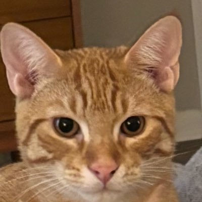 lemonzenski2's profile picture. 