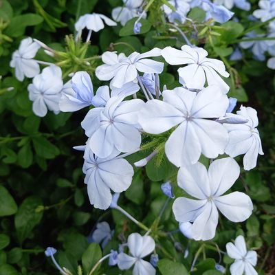 hnnezzy's profile picture. 🌹🍙🐈‍⬛🐰🐥