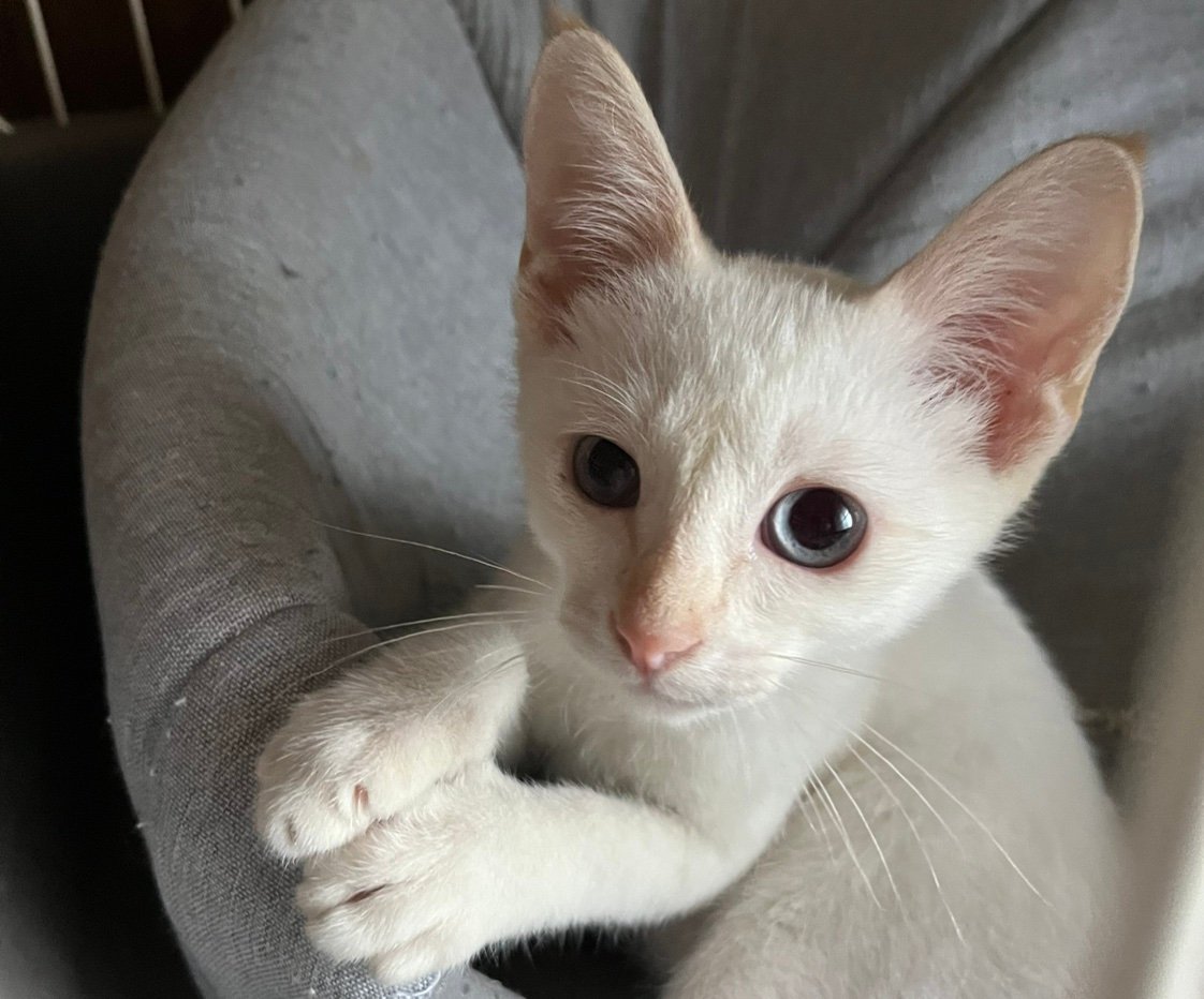 onik0009's profile picture. ジムニー愛好者 です(オプション色々付けています、マフラー100径、サイドステップ            スペアタイヤカバー)子猫を飼っています 、ブルーの瞳の白い猫です