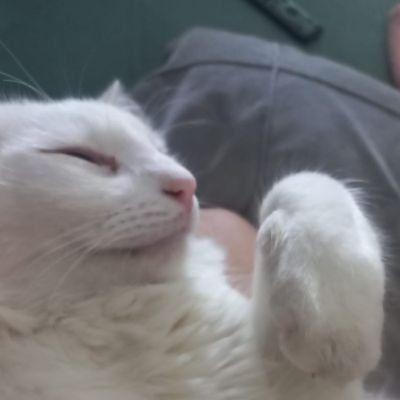 bolaostopedi's profile picture. 