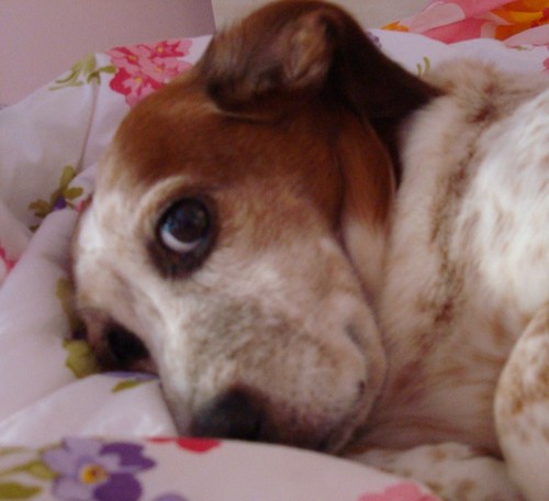 SponDog's profile picture. Hey! I'm Spon, a boy dog who was adopted a few years ago by a little girl and now is very happy and helps other homeless dogs to find a loving home as he did!