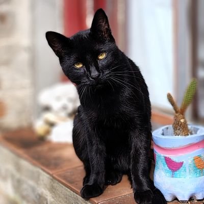 cherrybl16's profile picture. Soy víctima de un Dios fragil temperamental