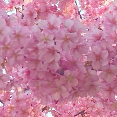 chocop0212's profile picture. TRPG・コンパス・滅びよ人類/成人済/多忙な為、自作はしばらく出ません