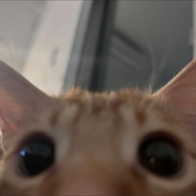 lluizssl's profile picture. 