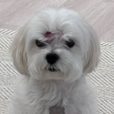 illgiveitatry's profile picture. 