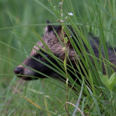 s6556225's profile picture. 群馬の山奥で野生動物の写真を撮っております。https://t.co/HjDp0AwecZ お気軽にフォローしてください
