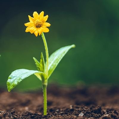 @Growplants2Earn