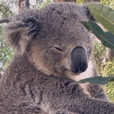 Christmas_nymph's profile picture. Major: Aerospace Engineering (Orbital design, Astrodynamics)
Minor: Material Science