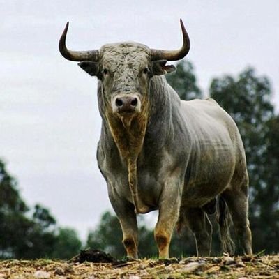 Contreras03707's profile picture. Soy taurino , madridista , amante de los deportes , etc....