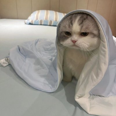 Gemsgemsg's profile picture. Reply guy | YOLO Yappers