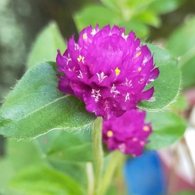 CaratLeigh's profile picture. Where Shining 💎 meets the Shining 🌟