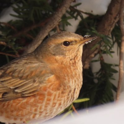 Turdus_exuviae's profile picture. skiのぬけがら B4（休学中）鳥とクラシック音楽、特にツグミとシベリウスがすき