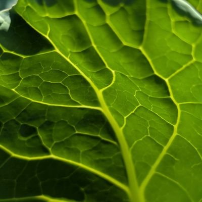 Schwegler_Elias's profile picture. 