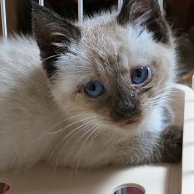 hw6k9nqZYjQ2cbp's profile picture. 逃げながら３日間鳴き続けようやく保護
声も枯れねこ風邪で目も腫れ痩せてた
ジェム娘
今では木登り大好きお転婆でわがままな
べっぴんさんになりました