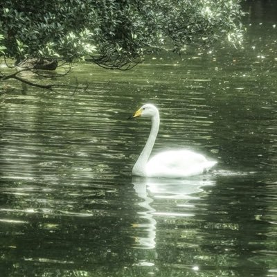 whiteswan0099's profile picture. ✨🦢🩰🩵🪐