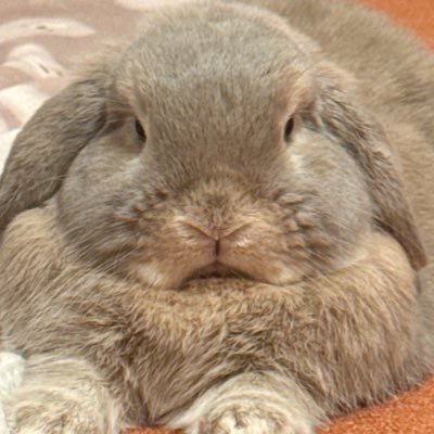 usaprn's profile picture. みんなにあま〜い癒しをお届け🐰🍮