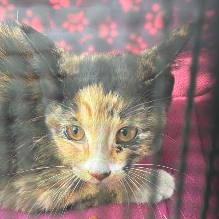 YugoIOOO's profile picture. just a normal furry avali