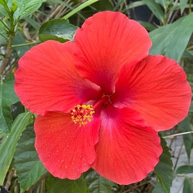 AllGoneTomorrow's profile picture. #RevolutionIsInTheAir   “If being adult means one ceases to learn, I will remain adolescent all my life” -Timothy Leary