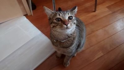 nyaomix1228's profile picture. 第30回国家資格キャリアコンサルタント受験予定。
ゆるく充実したライフ＆キャリアを目指しつつ、にょ～～んと活動しています。
現在はゲーム＆アニメ関連のお仕事をしつつ、裾野を開拓中です。
良かったら繋がってくださいね。にゃおみくじ。
※リポストのみ、Botのような記事の方はブロックしますのでフォローはしないでください。