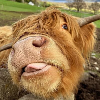 Domabyte's profile picture. Figuring out...