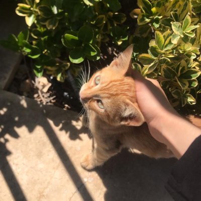 HannaTingle1's profile picture. Streaming soon get ready for epic gameplay, good vibes, and a chill hangout😍