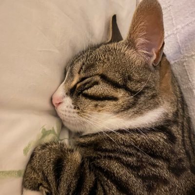 kipitisi's profile picture. life is good