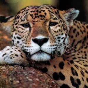 nicolas_quillay's profile picture. Reader-cinephile-music lover-film nerd-american culture-brazilian culture -french -english- portugese