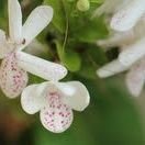 krishnamku's profile picture. an organism in an universe