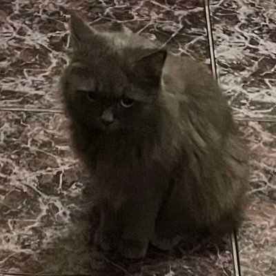 literarysadgirl's profile picture. bard girl summer