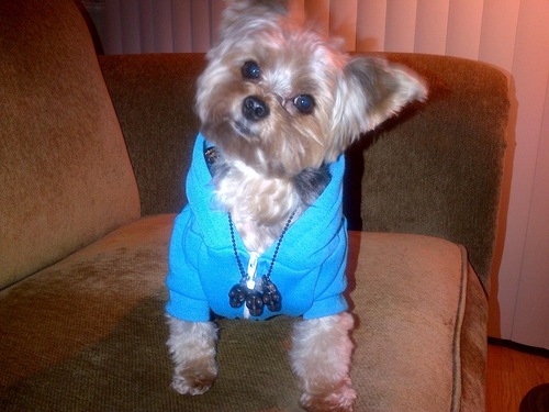 I'm Louis & I am a toy yorkie who lives in the Hollywood Hills! I model as my day job and party the rest of the time! My mommy is @HeatherBetts