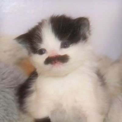 pibiさんのプロフィール画像