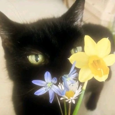 occultfreckles's profile picture. Evil and tired

- check my bag ↓